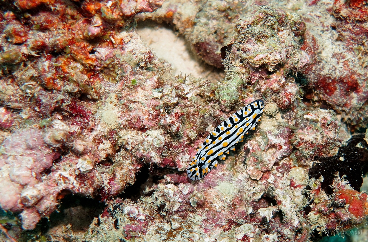 Velidhu - 2013_03_14 - IMG_0746r_Nudibranche_Aquarium_Plongee.jpg